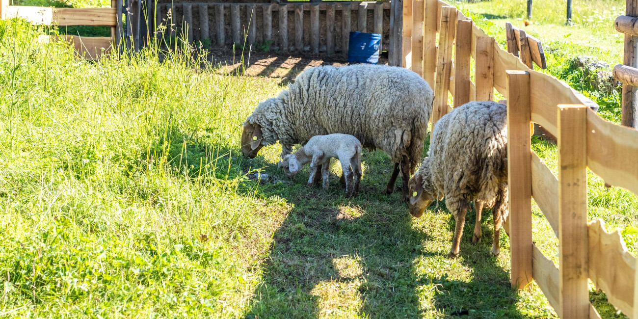 Giardino botanico di Passo Coe #2