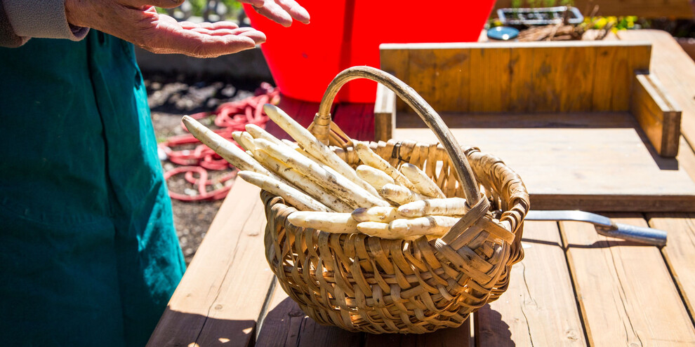 Asparagi di Zambana_2022_00005 | © ©Trentino Marketing_Pillow Lab