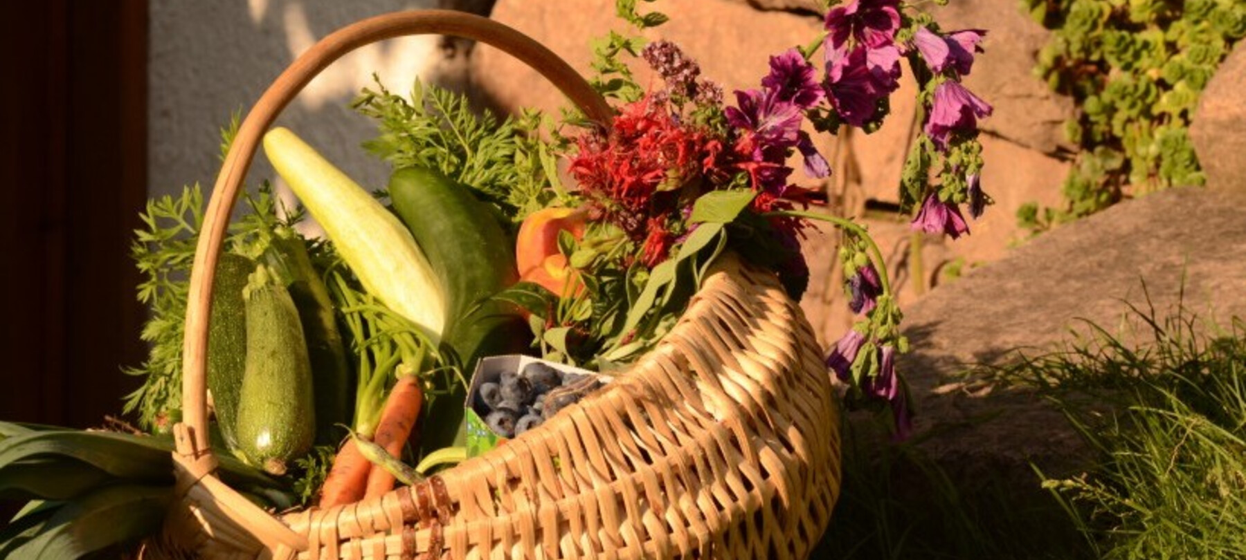 Черника из Трентино