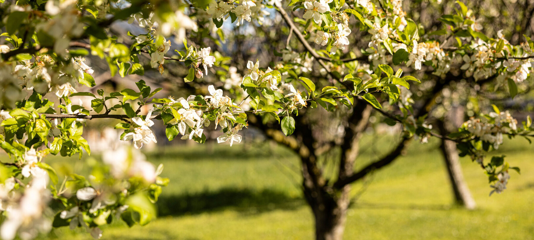 Between the Bergknappen tunnels and the stoles of the Great War