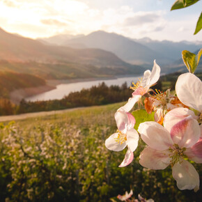 Val di Non