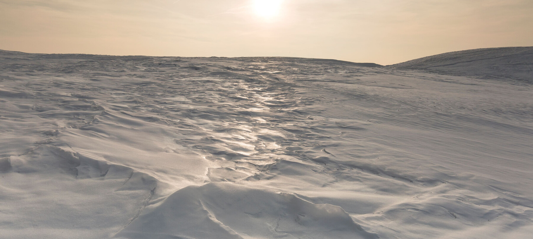 La mosca del ghiaccio