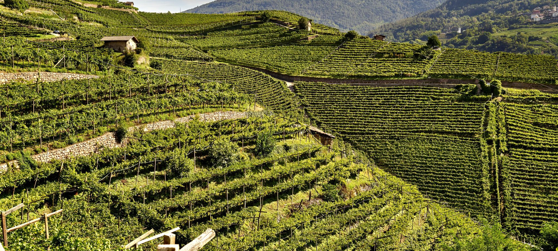 Muretti a secco in Trentino