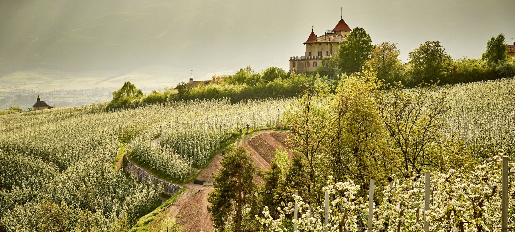 Muretti a secco in Trentino