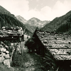 Hertkopfet - Testardo