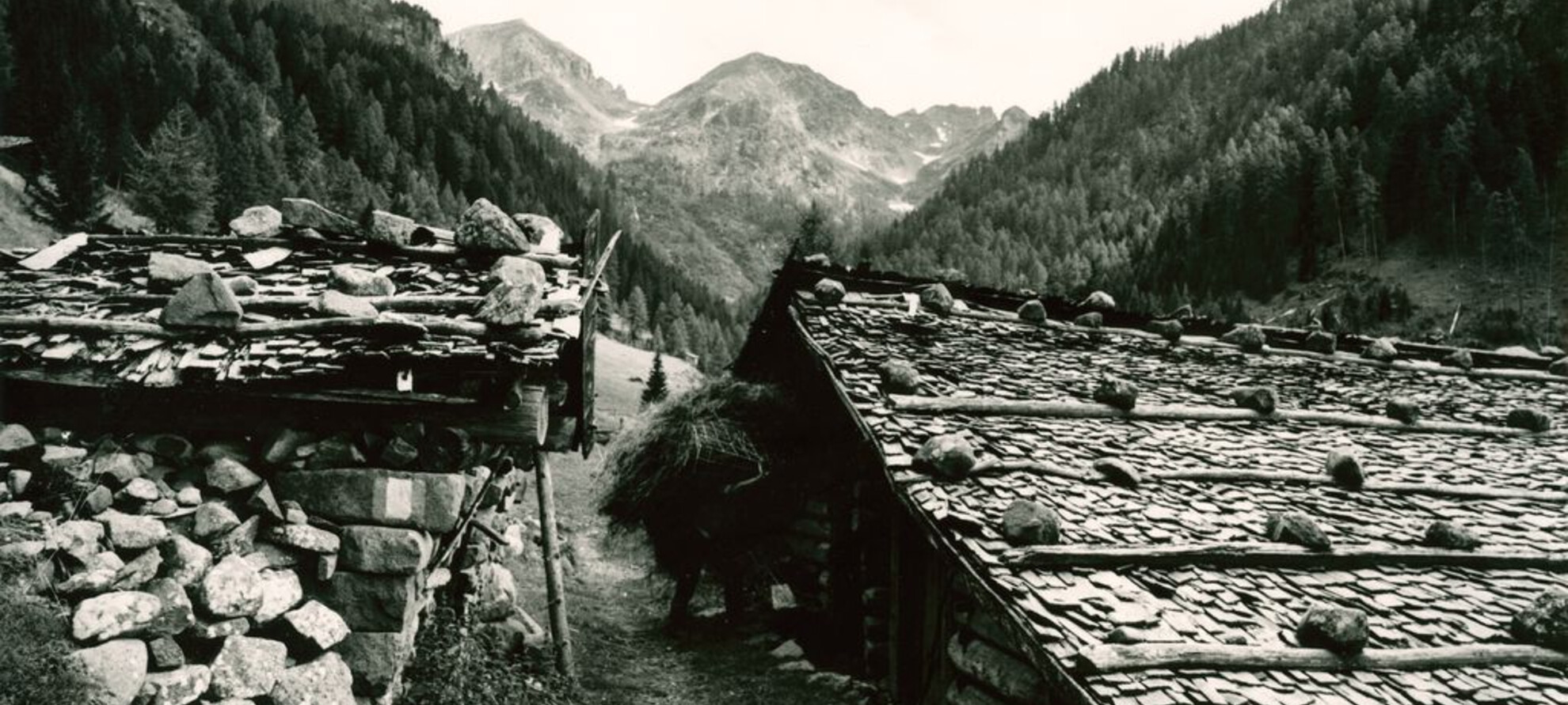 Hertkopfet - Testardo