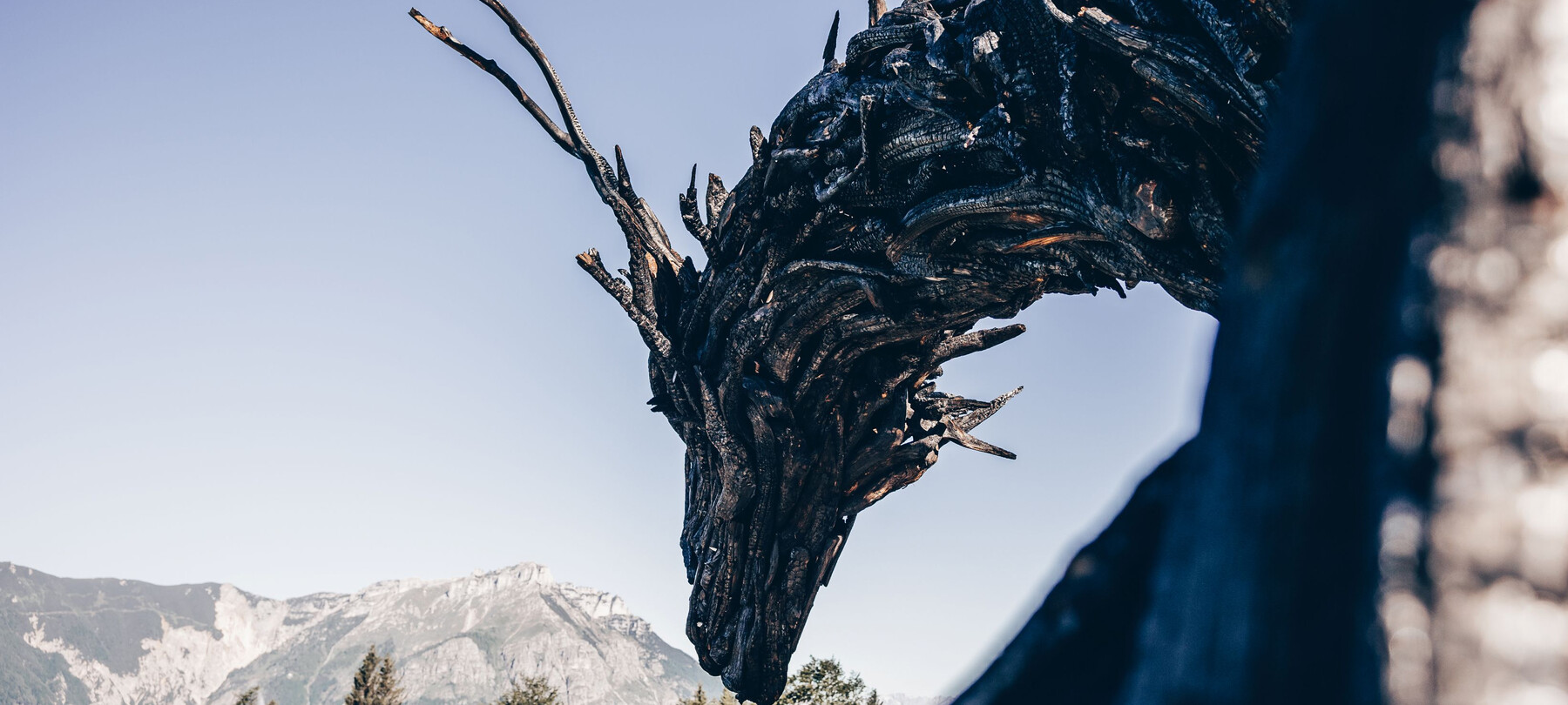 Drago alato Vaia: tutto quello che devi sapere per la visita