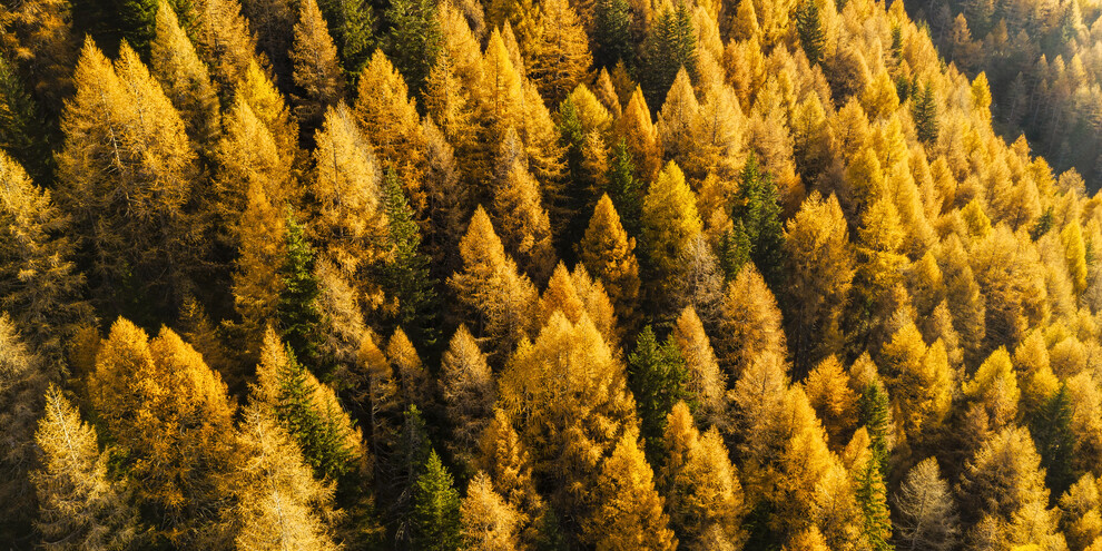 Val di Sole - Val di Rabbi - Foliage - Bosco - Foresta | © Luciano Gaudenzio
