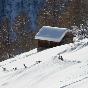 Parco Nazionale dello Stelvio, cervi nella neve
