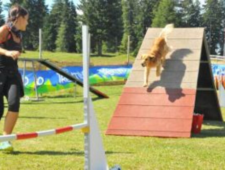 Dog agility national races