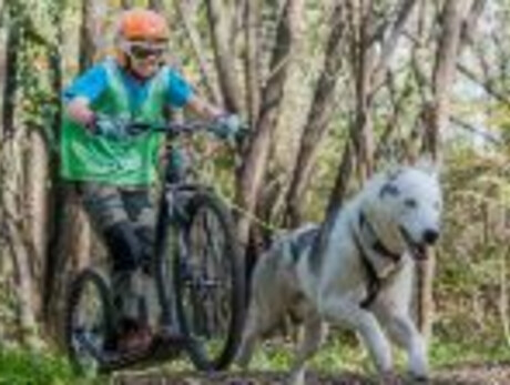 Millegrobbe dryland sled dog race