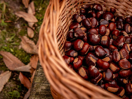 Festa della Castagna