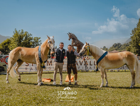 39th Haflinger and Noriker Horse Exhibition
