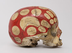 4.Cranio frenologico XIX secolo