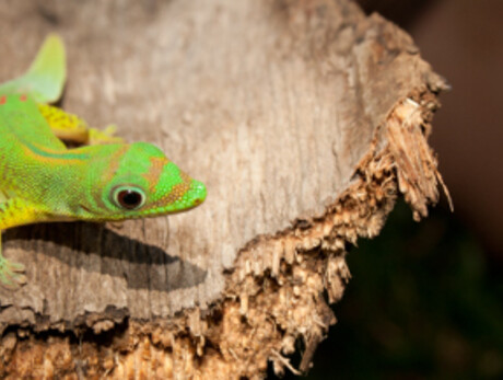 Die unglaubliche Welt der Geckos