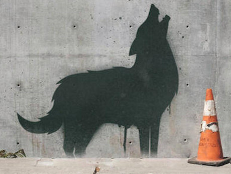 Wölfe in der Stadt