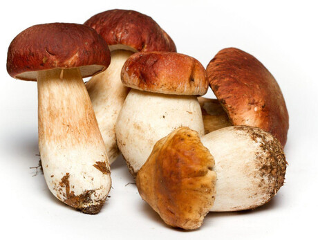 Porcini