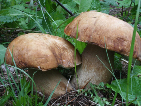 Boletus