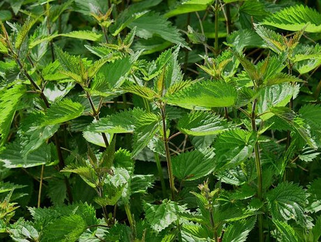 foraging fiori erbe sapori