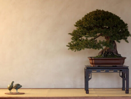 bonsai