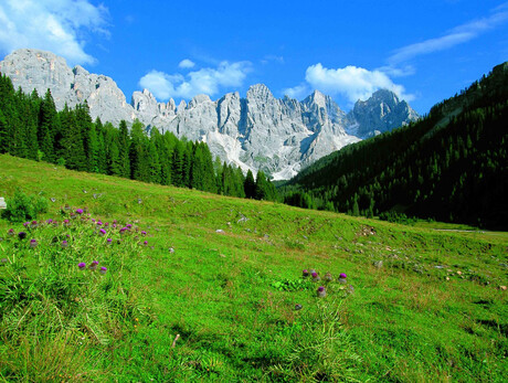 Lass&ugrave; per le montagne tra boschi e prati in fior - Fiori, erbe, sapori