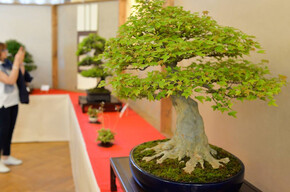 Arcobonsai