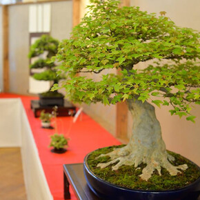 Arcobonsai