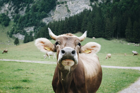Fiera di San Michele