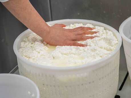 “Little cheesemakers” experience