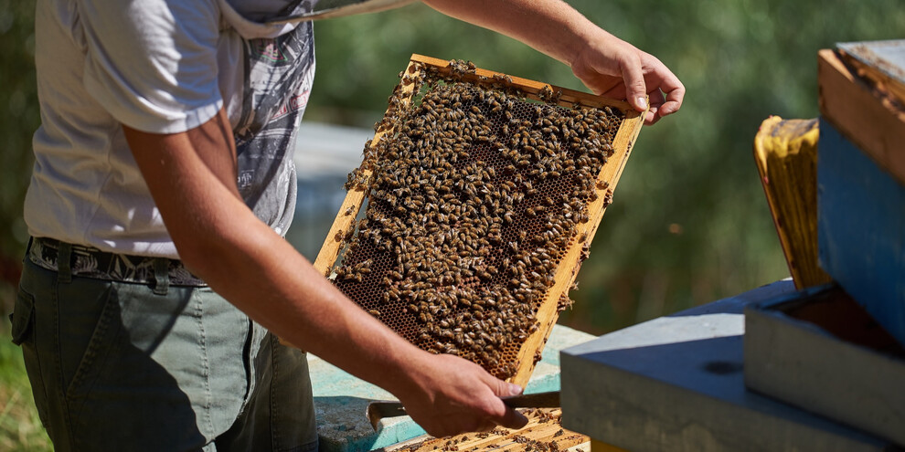 Proprio come un apicoltore