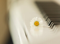 La foto inquadra i tasti di un pianoforte con in primo piano una margherita selvatica