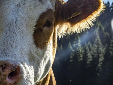 Sunrise in Millegrobbe hut