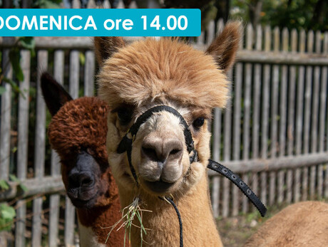 ALLA SCOPERTA DELLA BIRRA DI FIEMME A PASSO DI LAMA E ALPACA