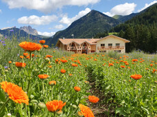 Discovering officinal plants
