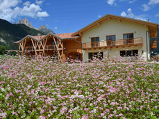 Discovering officinal plants