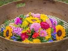 Discovering officinal plants