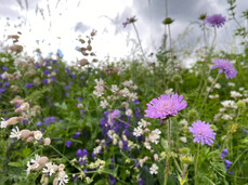Discovering officinal plants