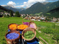 Discovering officinal plants