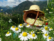 Discovering officinal plants