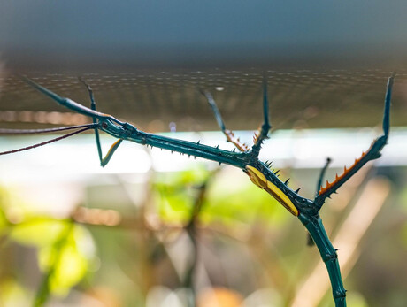 Bugs' Life – Stories of Invertebrates in African Forests – MUSE