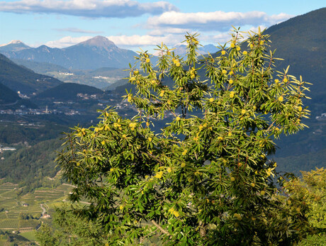 Castagnada Biana - Festa della castagna di Albiano