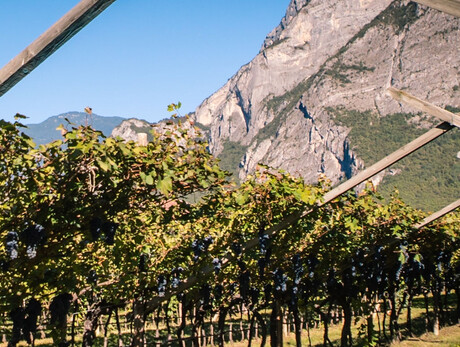 Cena in Vigna alla Cantina De Vigili