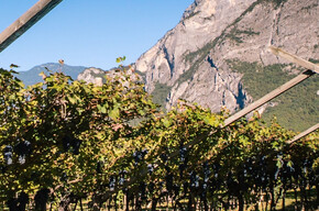 Dinner in the vineyard - De Vigili Winery