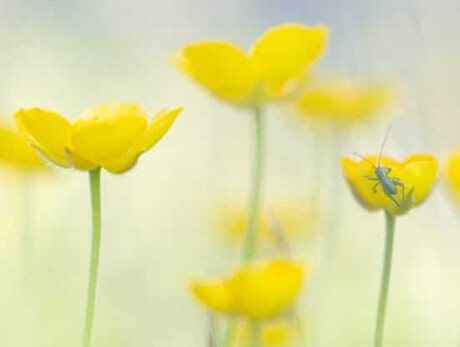 Nature photography course - Viote Alpine Botanical Garden