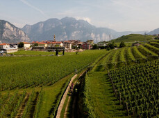 E-Bike-Tour durch Weinberge - La-Vis Weingut