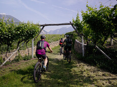 E-Bike-Tour durch Weinberge - La-Vis Weingut