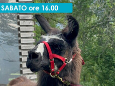 ENTORNO PAR CAVALES CON LAMA E ALPACA