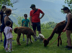 ENTORNO PAR CAVALES CON LAMA E ALPACA