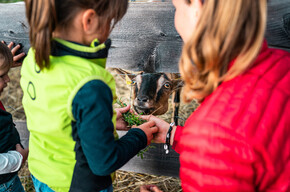 Fattorie didattiche sul Monte Bondone