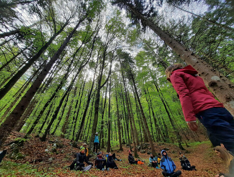 Forest bathing: the gift of trees